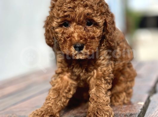 Bebek Surat Toy Poodle Yavrular görsel