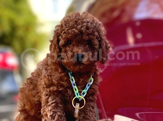 Safkan Toy Poodle Yavrularımız görsel