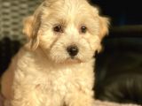 Show Kalite Maltipoo Bebekler