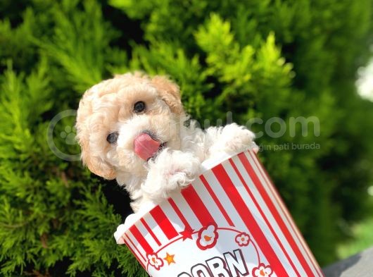 Irkinin En İyi̇ Malti̇poo Yavrulari̇ görsel