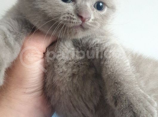 Lilak Rengi Yavrular