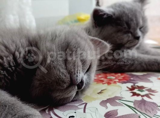 British Shorthair görsel