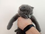 Scottish Fold Çok Sağlıklı 2.5 Aylık Yavru