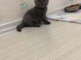British Shorthair Sahiplendirilecek Detaylı Görüsülür