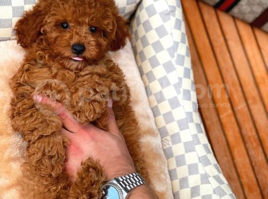 Red Toy Poodle Yavrularımız görsel