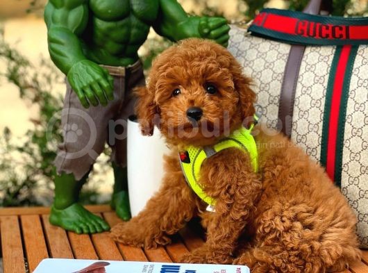 Red Toy Poodle Yavrularımız görsel