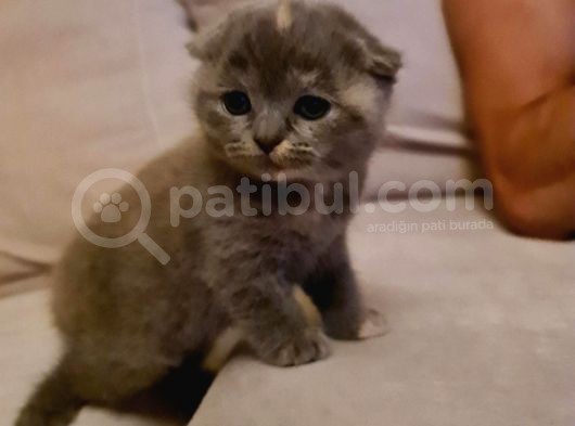 Scottish Fold 1,5 2 Aylik Yavru görsel