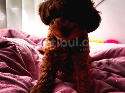 Toy Poodle 10 Haftalık Erkek Red Brown görsel