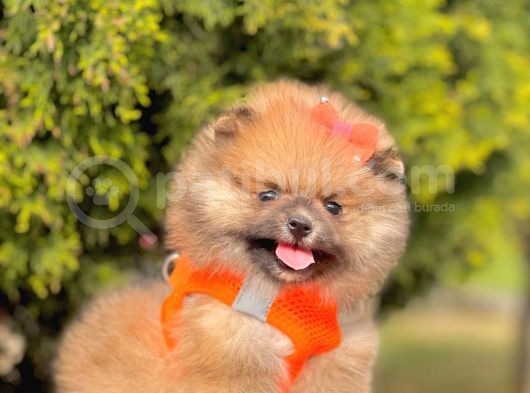 Safkan Teddy Bear Yavrularımız görsel