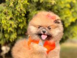 Safkan Teddy Bear Yavrularımız