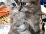35 Günlük Chincilla Dişi Ve Erkek Cana Yakın Yavru