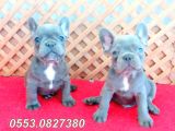 Mavi̇ (Blue) Quad French Bulldog Yavrular İzmi̇r