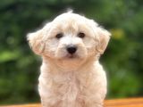 Show Kalite Maltipoo Bebekler