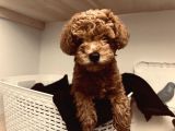 Toy Poodle 10 Haftalık Erkek Red Brown