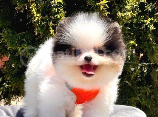 Safkan Teddy Bear Yavrularımız görsel
