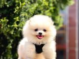 Safkan Teddy Bear Yavrularımız