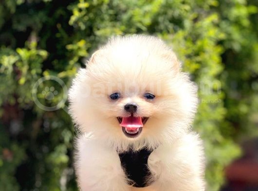 Safkan Teddy Bear Yavrularımız