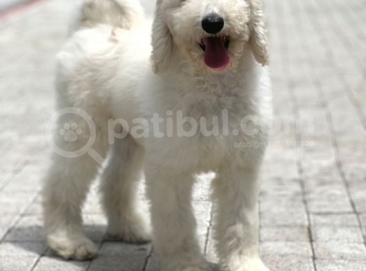 Standart Poodle Di̇şi̇ Yavrumuz Jasmi̇n görsel