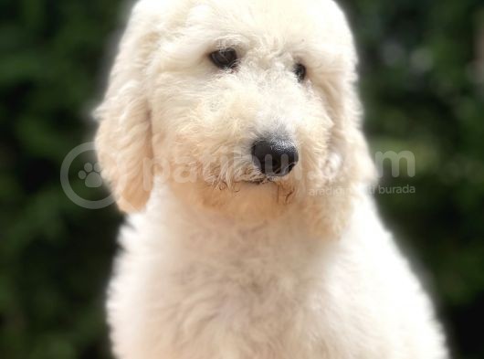 Standart Poodle Di̇şi̇ Yavrumuz Jasmi̇n görsel