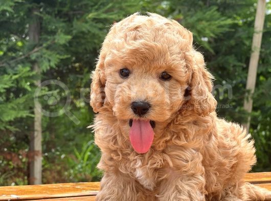 Bebek Surat Toy Poodle Yavrular görsel