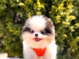 Safkan Teddy Bear Yavrularımız