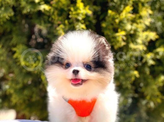 Safkan Teddy Bear Yavrularımız görsel