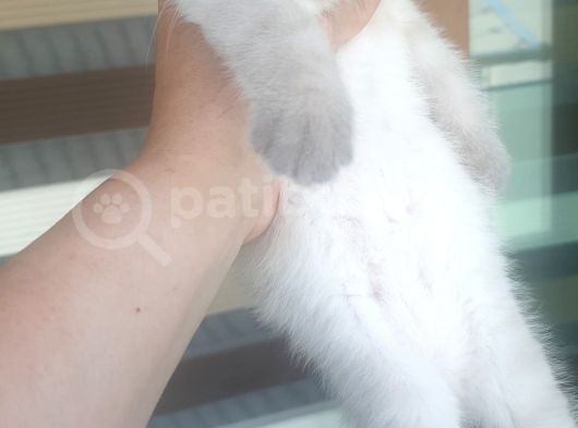 Lilak Blue Point Erkek Yavru görsel
