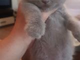 Lilak Rengi Erkek Yavru
