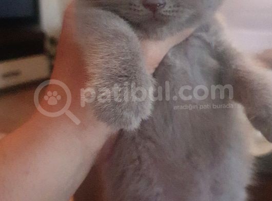 Lilak Blue Point Erkek Yavru görsel
