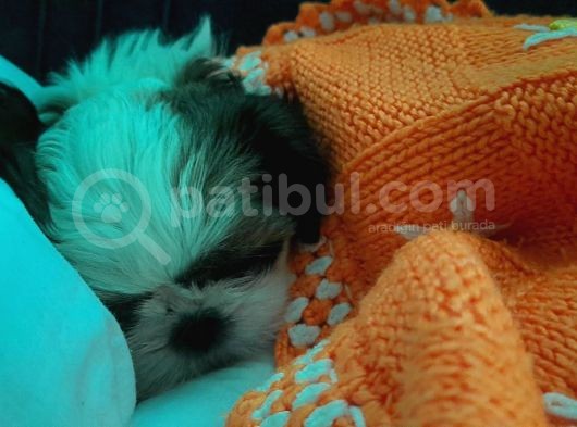 Son 2 Bebek görsel