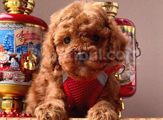 Orjinal Toy Poodle görsel