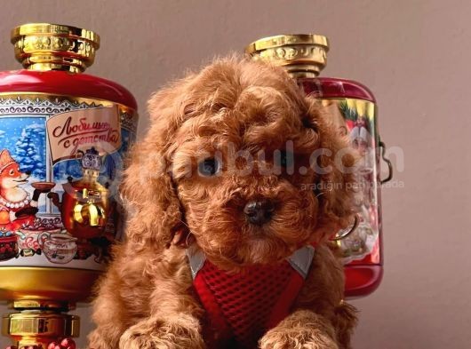 Orjinal Toy Poodle görsel