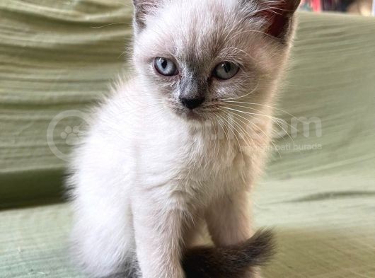 1 Di̇şi̇ 1 Erkek Bri̇ti̇sh Shorthai̇r Blue Poi̇nt 2 Aylik Yavrularimiz İstanbul Antalya görsel