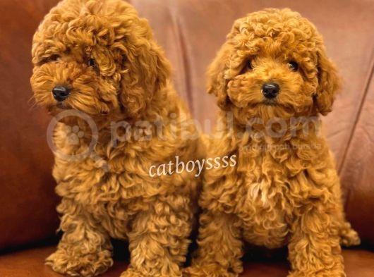 Muhteşem Red Toy Poodle Erkek Yavrularımız görsel