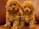 Muhteşem Red Toy Poodle Erkek Yavrularımız
