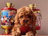 Orjinal Toy Poodle