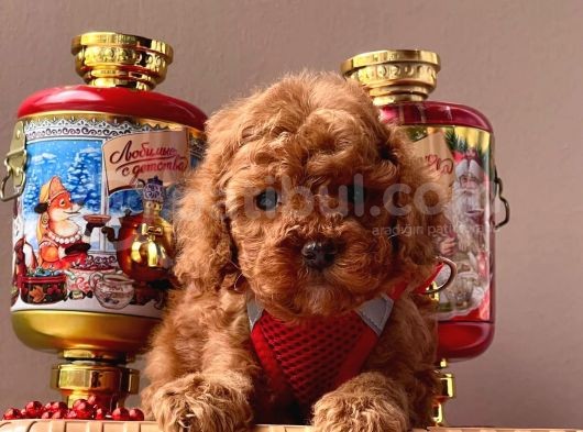 Orjinal Toy Poodle görsel