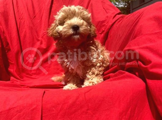 Safkan Malti̇po Yavru görsel