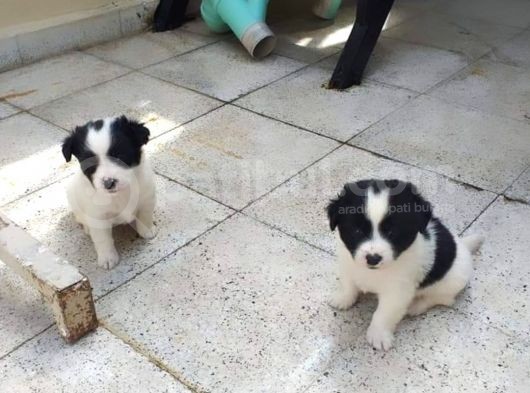Havanesse Terri̇er görsel