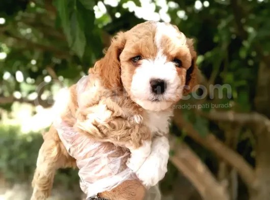 Uygun Toy Poodle Arayanlara görsel