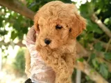 Uygun Toy Poodle Arayanlara