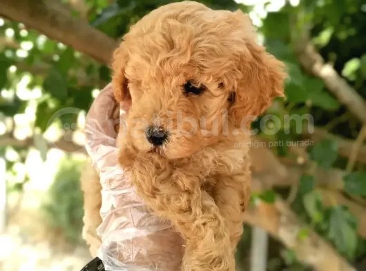Uygun Toy Poodle Arayanlara
