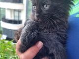 Maine Coon Yavrular 40 Günlük