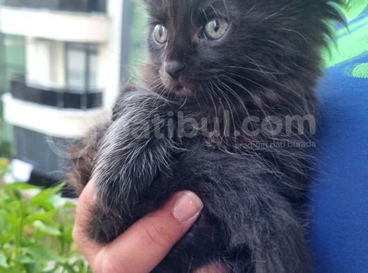 Maine Coon Yavrular 40 Günlük görsel