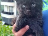 Maine Coon Yavrular 40 Günlük