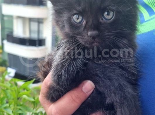 Maine Coon Yavrular 40 Günlük