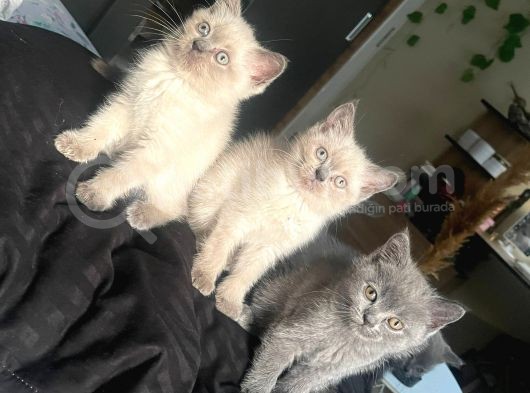 1 Di̇şi̇ 1 Erkek Bri̇ti̇sh Shorthai̇r Blue Poi̇nt 2 Aylik Yavrularimiz İstanbul Antalya görsel