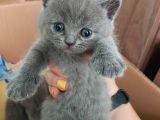 2 Dişi 2 Erkek British Shorthair Yavrular