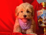 Dişi-Erkek Maltipoo Mix Irk Sevimli Yavrular