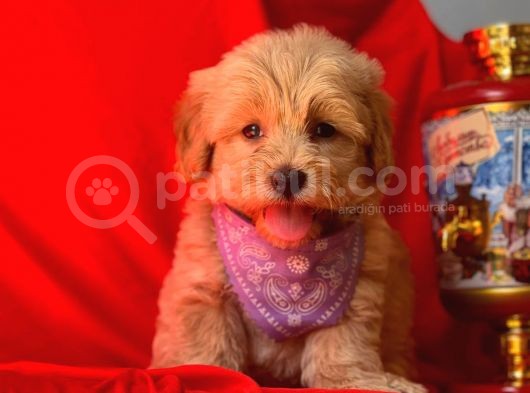 Dişi-Erkek Maltipoo Mix Irk Sevimli Yavrular görsel